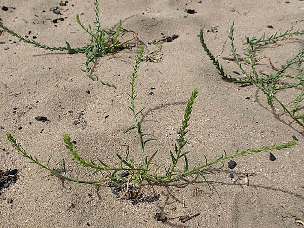 Corispermum leptopterum \ Schmalfl�geliger Wanzensame / Bugseed, D Sandhausen 16.8.2019