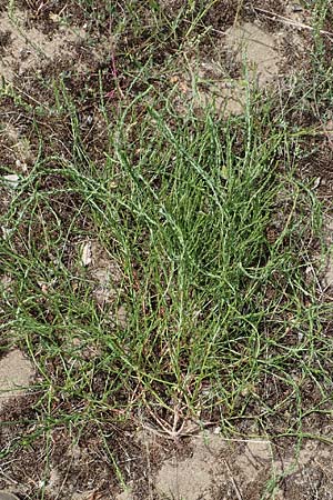 Corispermum leptopterum \ Schmalfl�geliger Wanzensame / Bugseed, D Sandhausen 16.8.2019