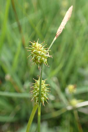 Carex lepidocarpa \ Schuppenfr�chtige Gelb-Segge / Shed Sedge, D Neuleiningen 25.5.2020