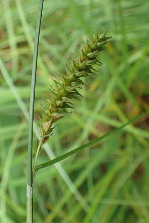 Carex laevigata \ Glatte Segge / Smooth-Stalked Sedge, D Hunsr&uuml;ck, Langweiler 18.7.2020