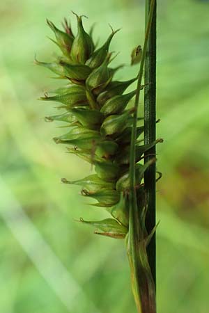 Carex laevigata \ Glatte Segge / Smooth-Stalked Sedge, D Hunsr&uuml;ck, Langweiler 18.7.2020
