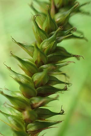 Carex laevigata \ Glatte Segge / Smooth-Stalked Sedge, D Hunsr&uuml;ck, Langweiler 18.7.2020