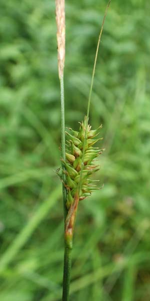 Carex laevigata \ Glatte Segge / Smooth-Stalked Sedge, D Hunsr&uuml;ck, Langweiler 18.7.2020
