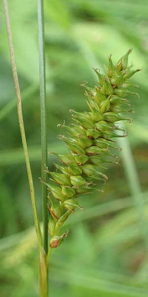 Carex laevigata \ Glatte Segge / Smooth-Stalked Sedge, D Hunsr&uuml;ck, Langweiler 18.7.2020