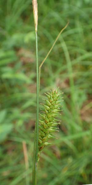 Carex laevigata \ Glatte Segge / Smooth-Stalked Sedge, D Hunsr&uuml;ck, Langweiler 18.7.2020