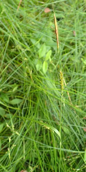 Carex laevigata \ Glatte Segge / Smooth-Stalked Sedge, D Hunsr&uuml;ck, Langweiler 18.7.2020
