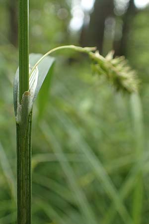 Carex laevigata \ Glatte Segge / Smooth-Stalked Sedge, D Hunsr&uuml;ck, Langweiler 18.7.2020