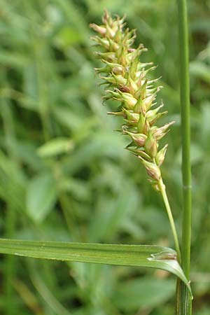 Carex laevigata \ Glatte Segge / Smooth-Stalked Sedge, D Hunsr&uuml;ck, Langweiler 18.7.2020
