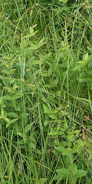 Carex laevigata \ Glatte Segge / Smooth-Stalked Sedge, D Hunsr&uuml;ck, Langweiler 18.7.2020