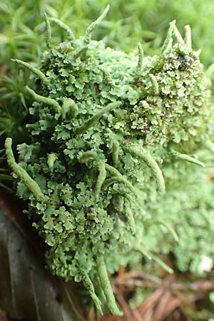 Cladonia coniocraea \ Gew�hnliche S�ulen-Flechte / Common Powderhorn Lichen, D Zwingenberg am Neckar 31.8.2020