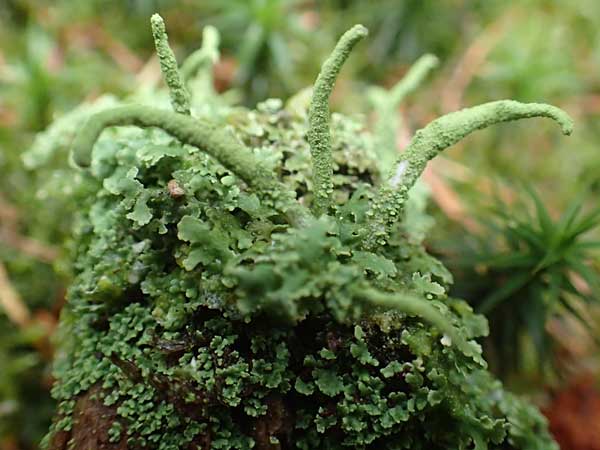 Cladonia coniocraea \ Gew�hnliche S�ulen-Flechte / Common Powderhorn Lichen, D Zwingenberg am Neckar 31.8.2020