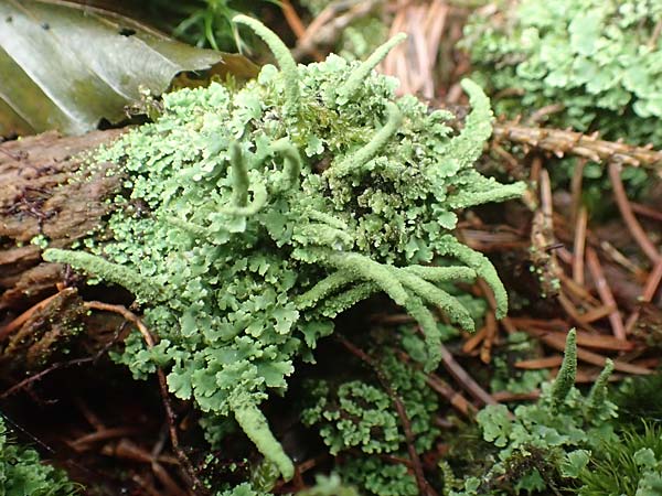 Cladonia coniocraea \ Gew�hnliche S�ulen-Flechte / Common Powderhorn Lichen, D Zwingenberg am Neckar 31.8.2020