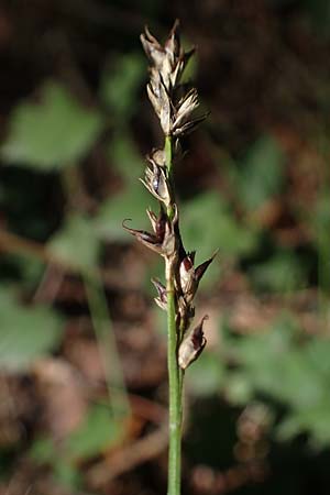 Carex polyphylla \ Unterbrochen�hrige Segge / Berkeley Sedge, Grassland Sedge, D Brensbach 10.10.2020