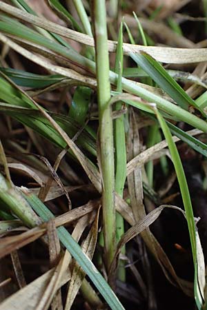 Carex polyphylla \ Unterbrochen�hrige Segge / Berkeley Sedge, Grassland Sedge, D Brensbach 10.10.2020