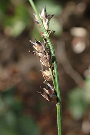 Carex polyphylla \ Unterbrochen�hrige Segge / Berkeley Sedge, Grassland Sedge, D Brensbach 10.10.2020