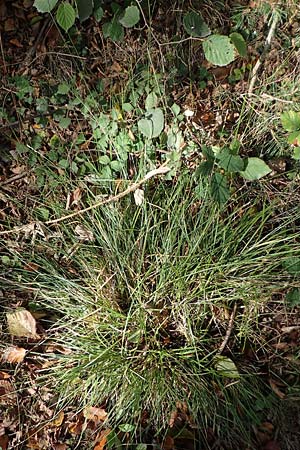 Carex polyphylla \ Unterbrochen�hrige Segge / Berkeley Sedge, Grassland Sedge, D Brensbach 10.10.2020