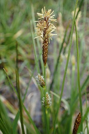 Carex lepidocarpa \ Schuppenfr�chtige Gelb-Segge / Shed Sedge, D Neuleiningen 15.5.2021