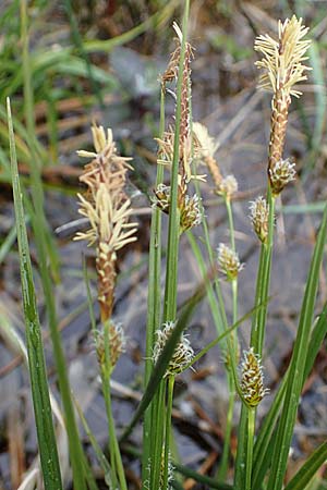 Carex lepidocarpa \ Schuppenfr�chtige Gelb-Segge / Shed Sedge, D Neuleiningen 15.5.2021