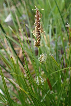 Carex lepidocarpa \ Schuppenfr�chtige Gelb-Segge / Shed Sedge, D Neuleiningen 15.5.2021
