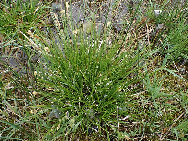 Carex lepidocarpa \ Schuppenfr�chtige Gelb-Segge / Shed Sedge, D Neuleiningen 15.5.2021