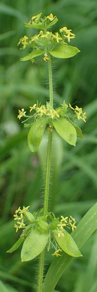 Cruciata laevipes \ Gew�hnliches Kreuzlabkraut / Crosswort, D Pforzheim 12.6.2021