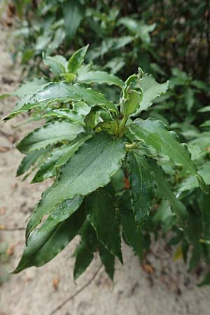 Cistus laurifolius \ Lorbeerbl�ttige Zistrose / Laurel-Leaved Rock-Rose, D Botan. Gar. Universit. Bochum 9.8.2021