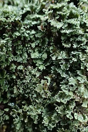 Cladonia caespiticia \ Schuppenfr�chtige Becher-Flechte, B�schel-Flechte / Stubby-Stalked Clad Lichen, D Bad D&uuml;rkheim 15.1.2022
