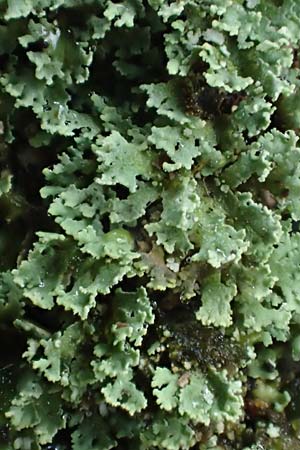 Cladonia caespiticia \ Schuppenfr�chtige Becher-Flechte, B�schel-Flechte / Stubby-Stalked Clad Lichen, D Bad D&uuml;rkheim 15.1.2022