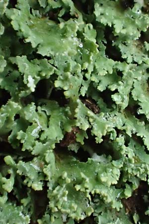 Cladonia caespiticia \ Schuppenfr�chtige Becher-Flechte, B�schel-Flechte / Stubby-Stalked Clad Lichen, D Bad D&uuml;rkheim 15.1.2022
