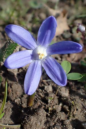 Scilla luciliae \ Lucile-Schneeglanz, Lydische Sternhyazinthe / Boissier's Glory of the Snow, Lucile's Glory of the Snow, D Weinheim an der Bergstra&szlig;e 21.3.2022