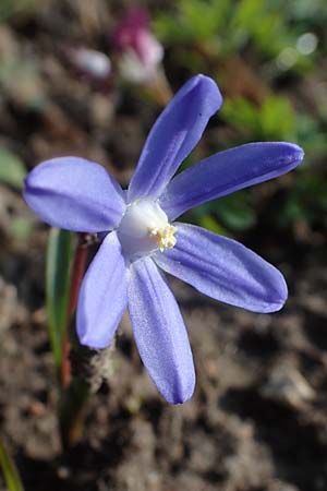 Scilla luciliae \ Lucile-Schneeglanz, Lydische Sternhyazinthe / Boissier's Glory of the Snow, Lucile's Glory of the Snow, D Weinheim an der Bergstra&szlig;e 21.3.2022
