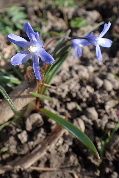 Scilla luciliae \ Lucile-Schneeglanz, Lydische Sternhyazinthe / Boissier's Glory of the Snow, Lucile's Glory of the Snow, D Weinheim an der Bergstra&szlig;e 21.3.2022