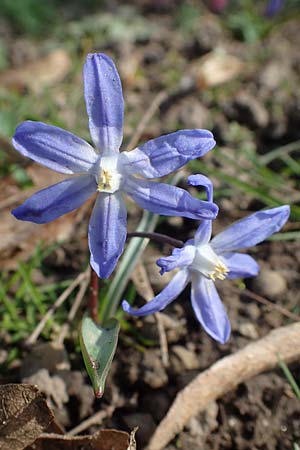 Scilla luciliae \ Lucile-Schneeglanz, Lydische Sternhyazinthe / Boissier's Glory of the Snow, Lucile's Glory of the Snow, D Weinheim an der Bergstra&szlig;e 21.3.2022