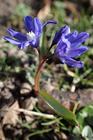 Scilla luciliae \ Lucile-Schneeglanz, Lydische Sternhyazinthe / Boissier's Glory of the Snow, Lucile's Glory of the Snow, D Weinheim an der Bergstra&szlig;e 21.3.2022