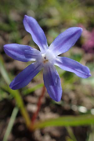 Scilla luciliae \ Lucile-Schneeglanz, Lydische Sternhyazinthe / Boissier's Glory of the Snow, Lucile's Glory of the Snow, D Weinheim an der Bergstra&szlig;e 21.3.2022