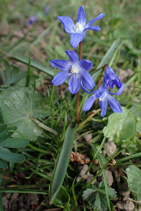 Scilla luciliae \ Lucile-Schneeglanz, Lydische Sternhyazinthe / Boissier's Glory of the Snow, Lucile's Glory of the Snow, D Weinheim an der Bergstra&szlig;e 21.3.2022