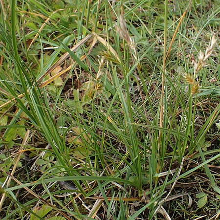 Carex ligerica \ Franz�sische Segge / French Sedge, D Dorsten 20.6.2022