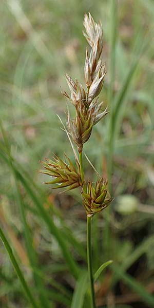 Carex ligerica \ Franz�sische Segge / French Sedge, D Dorsten 20.6.2022