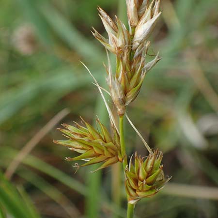 Carex ligerica \ Franz�sische Segge / French Sedge, D Dorsten 20.6.2022