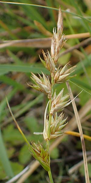 Carex ligerica \ Franz�sische Segge / French Sedge, D Dorsten 20.6.2022
