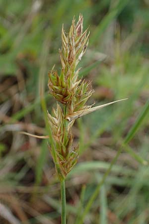 Carex ligerica \ Franz�sische Segge / French Sedge, D Dorsten 20.6.2022
