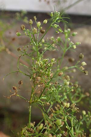 Cyclospermum leptophyllum \ D�nnbl�ttriger Kreissame / Marsh Parsley, Fir-Leaved Celery, D Bochum 21.8.2022
