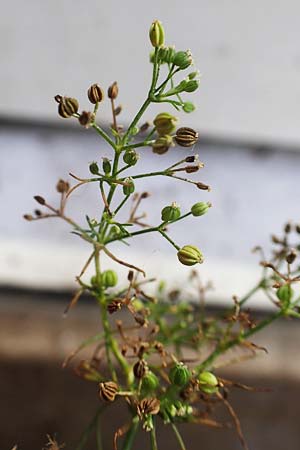 Cyclospermum leptophyllum \ D�nnbl�ttriger Kreissame / Marsh Parsley, Fir-Leaved Celery, D Bochum 21.8.2022