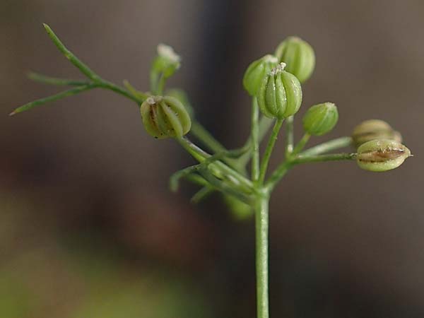 Cyclospermum leptophyllum \ D�nnbl�ttriger Kreissame / Marsh Parsley, Fir-Leaved Celery, D Bochum 21.8.2022