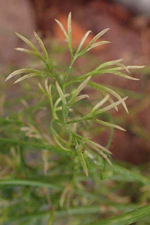 Cyclospermum leptophyllum \ D�nnbl�ttriger Kreissame / Marsh Parsley, Fir-Leaved Celery, D Bochum 21.8.2022