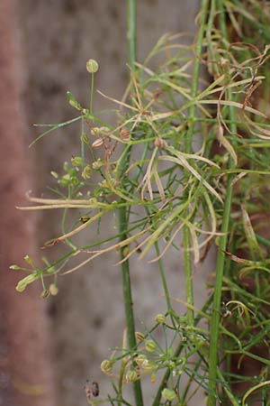Cyclospermum leptophyllum \ D�nnbl�ttriger Kreissame / Marsh Parsley, Fir-Leaved Celery, D Bochum 21.8.2022