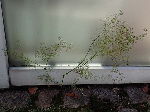 Cyclospermum leptophyllum \ D�nnbl�ttriger Kreissame / Marsh Parsley, Fir-Leaved Celery, D Bochum 21.8.2022
