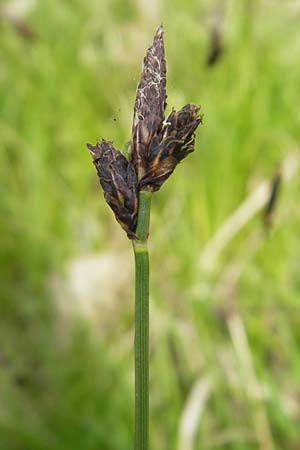 Carex montana \ Berg-Segge / Mountain Sedge, Soft-Leaved Sedge, D Rheinhessen, Wendelsheim 29.4.2010