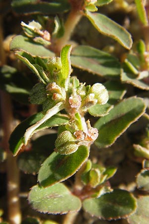 Chamaesyce maculata \ Gefleckte Wolfsmilch / Spotted Spurge, Spotted Sandmat, D Mannheim 4.9.2013