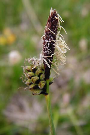 Carex montana \ Berg-Segge / Mountain Sedge, Soft-Leaved Sedge, D Langg&ouml;ns 25.4.2015